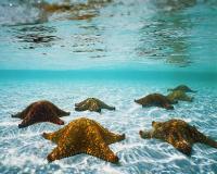 Stelle marine si godono il mare