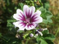 malva