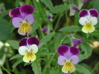 Viola Tricolor AGHD Srl