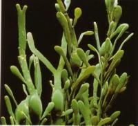 Fucus per combattere la ritenzione idrica