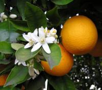 Arancio amaro AGHD Srl