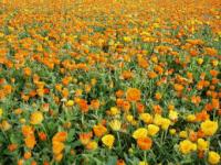 calendula AGHD Srl