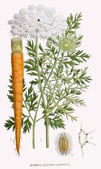 carota radice AGHD srl