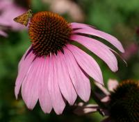 Echinacea - Una delle piante più immunostimolanti disponibili