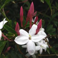 GELSOMINO INDIANO, UN FIORE CANDIDO PER UNA FRAGRANZA SENSUALE AGHD Srl