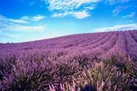 lavanda AGHD Srl