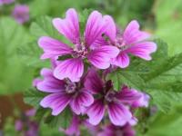 malva silvestris AGHD Srl
