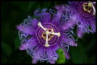 Passiflora AGHD Srl