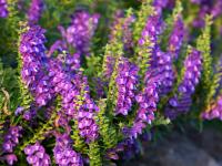 Scutellaria Allergie AGHD srl