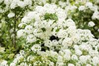 spirea ulmaria AGHD Srl